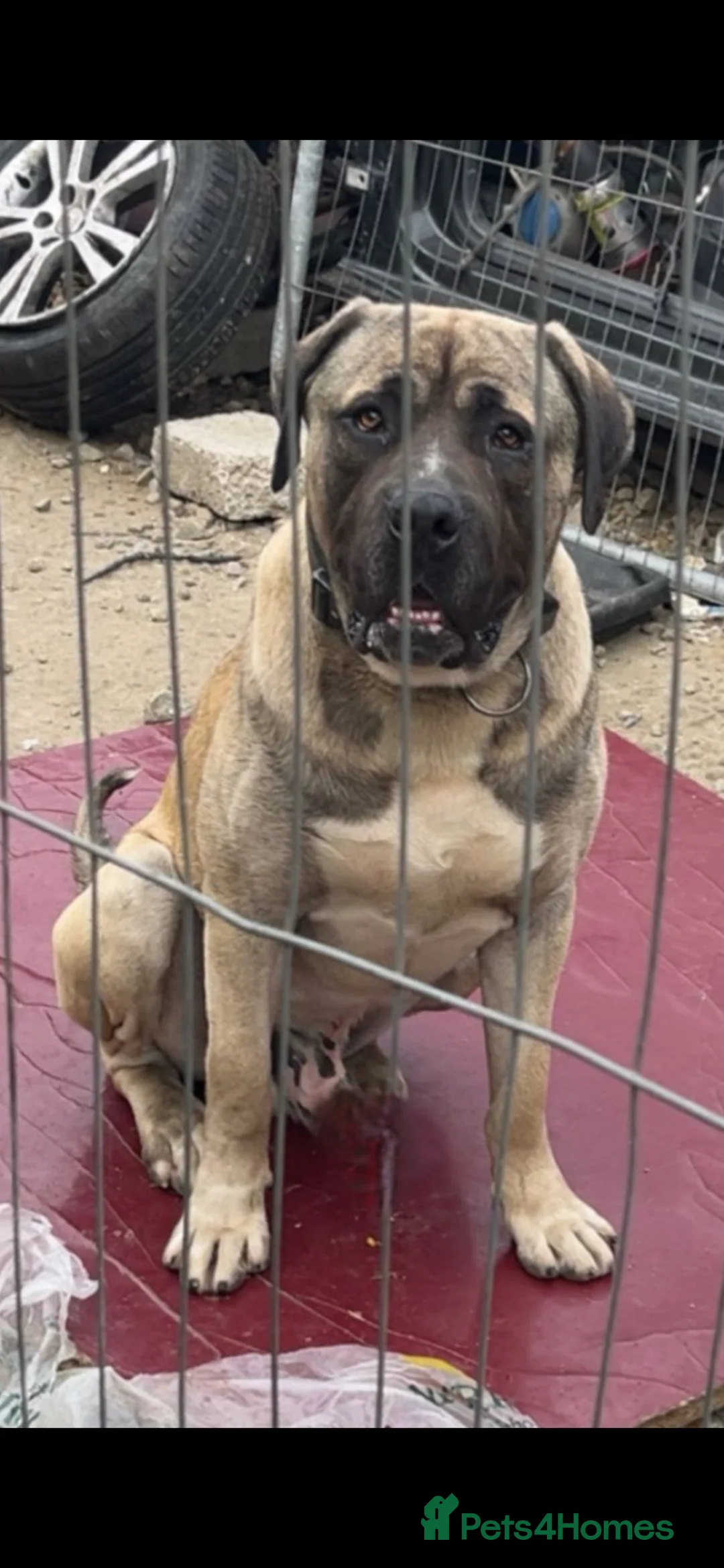 Turkish Kangal dogs for sale: Turkish kangal male big guard dog  - Advert 2