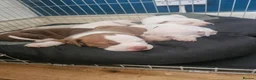 Mixed Breed dogs for sale: English bull terrier cross mastiff - Advert 5