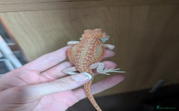 Bearded Dragon reptiles for sale: Last few female baby bearded dragons  - Image 4