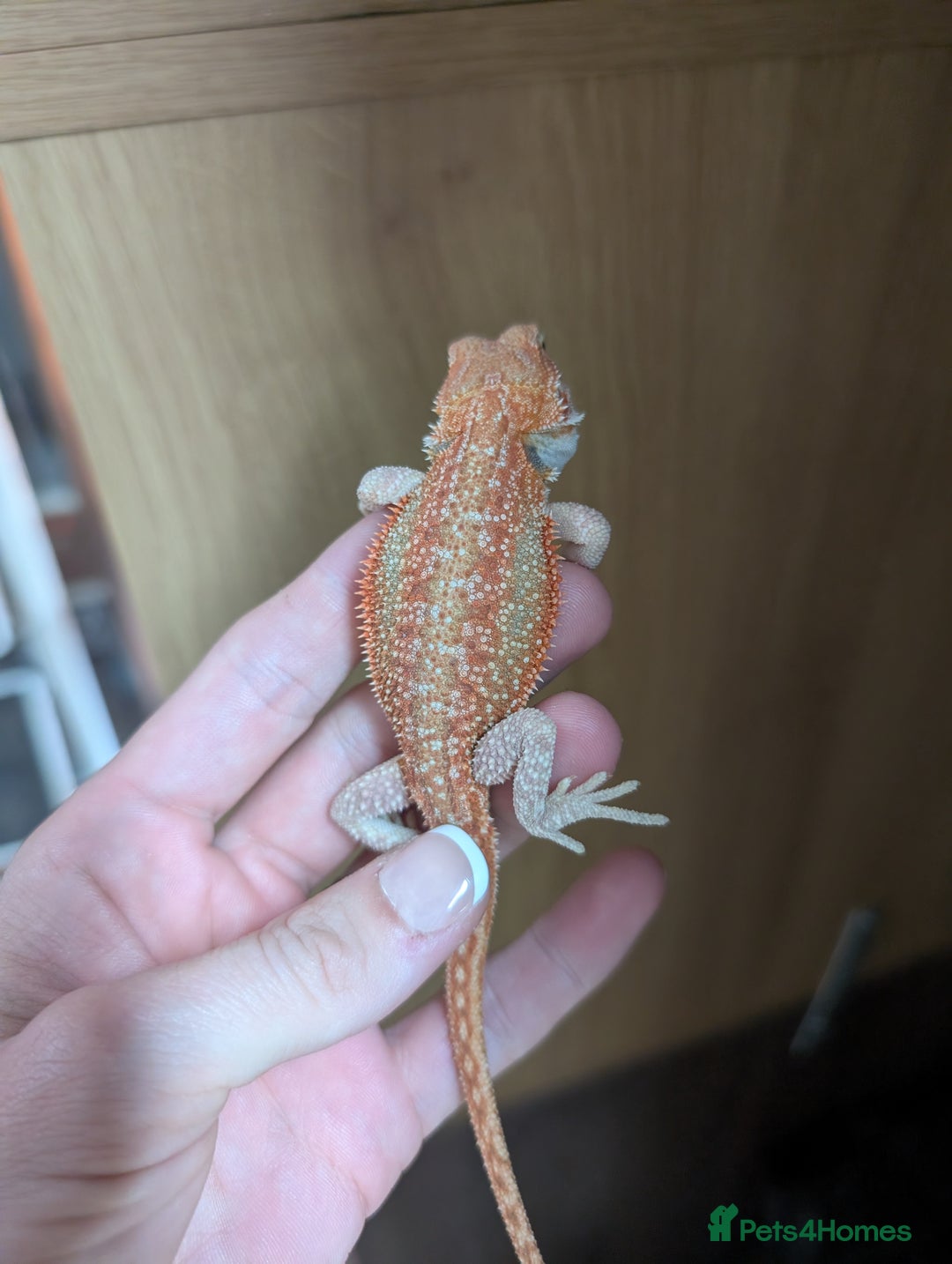 Bearded Dragon reptiles for sale: Last few female baby bearded dragons  - Image 4