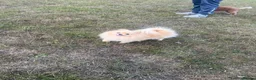 Pomeranian dogs for sale: ** BEAUTIFUL GIRL **  - Advert 1