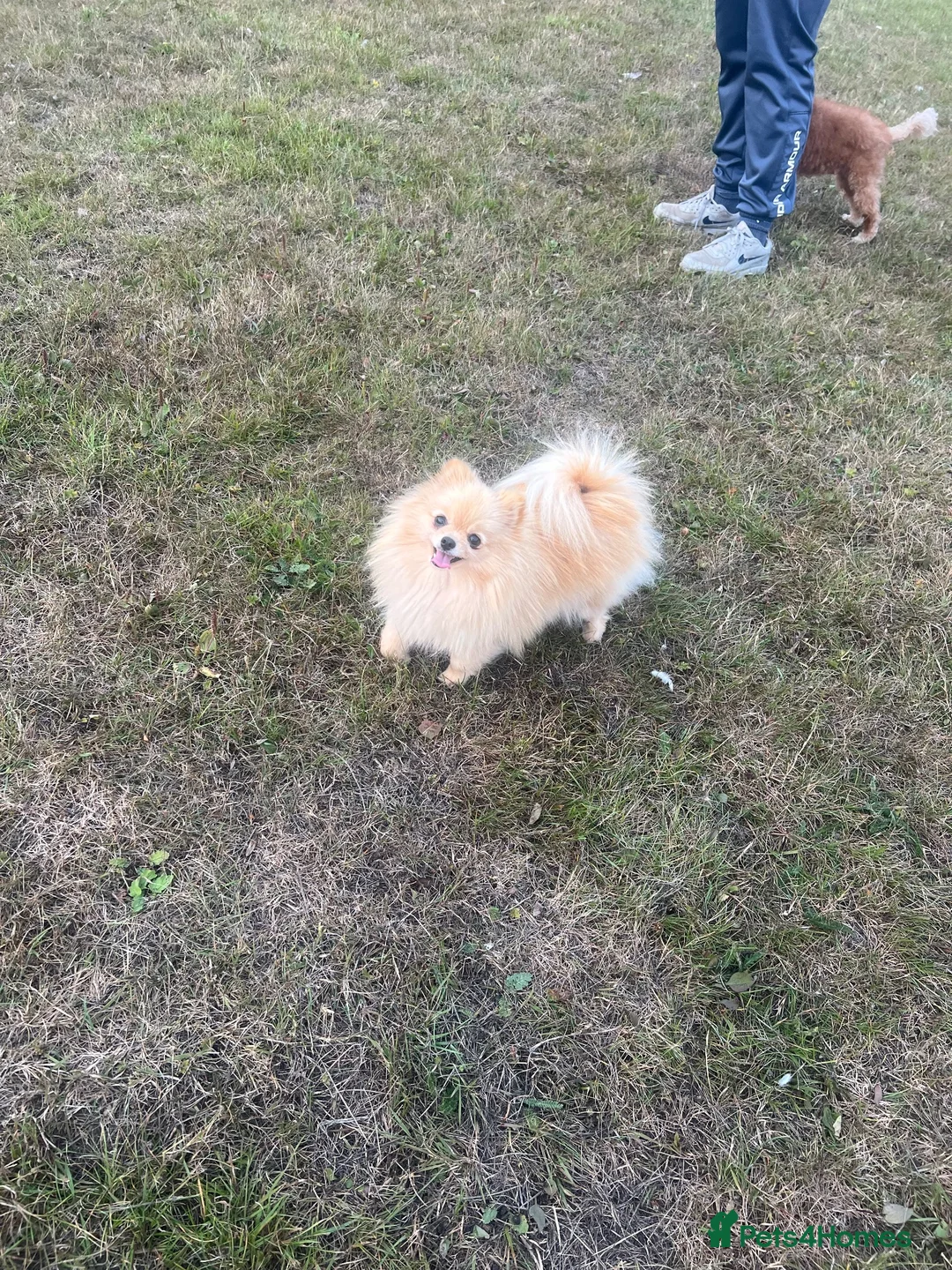 Pomeranian dogs for sale: ** BEAUTIFUL GIRL **  - Advert 1