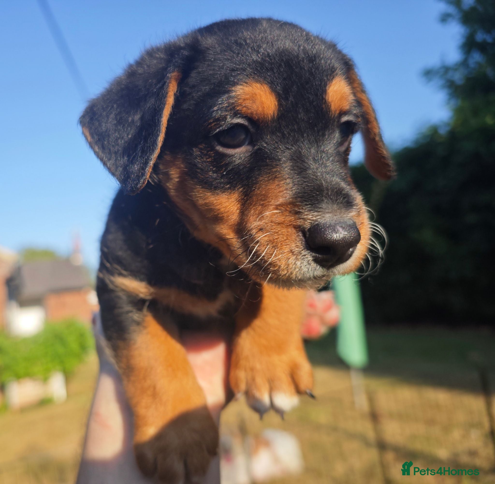Mixed Breed dogs Loving Parsons Russell Cross Puppies  - Advert 11