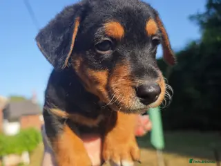 Mixed Breed dogs Loving Parsons Russell Cross Puppies - Advert 11