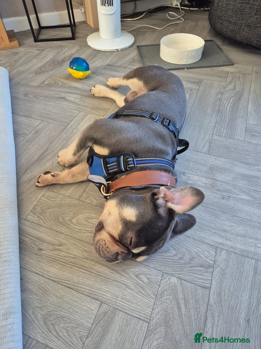 French Bulldog dogs for sale: Teddie - Advert 4