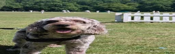Cockapoo dogs for stud: Merle Cockapoo-f1 in Rotherham - Advert 1