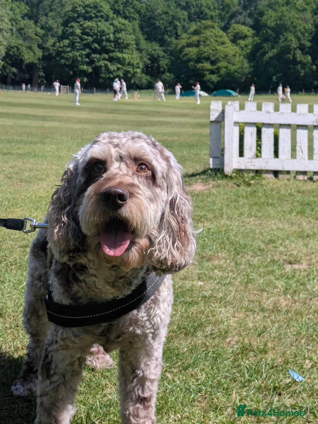 Cockapoo dogs for stud: Merle Cockapoo-f1 in Rotherham - Advert 1