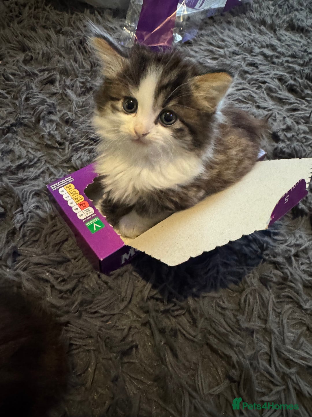 Mixed Breed cats for sale: Part Maine coon kittens - Advert 5