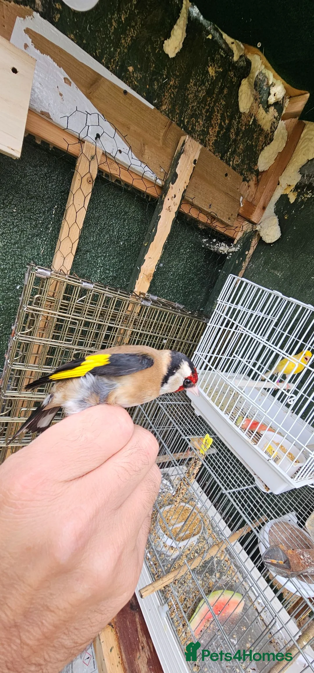Cockatiels birds for sale: Mr mriss - Advert 2