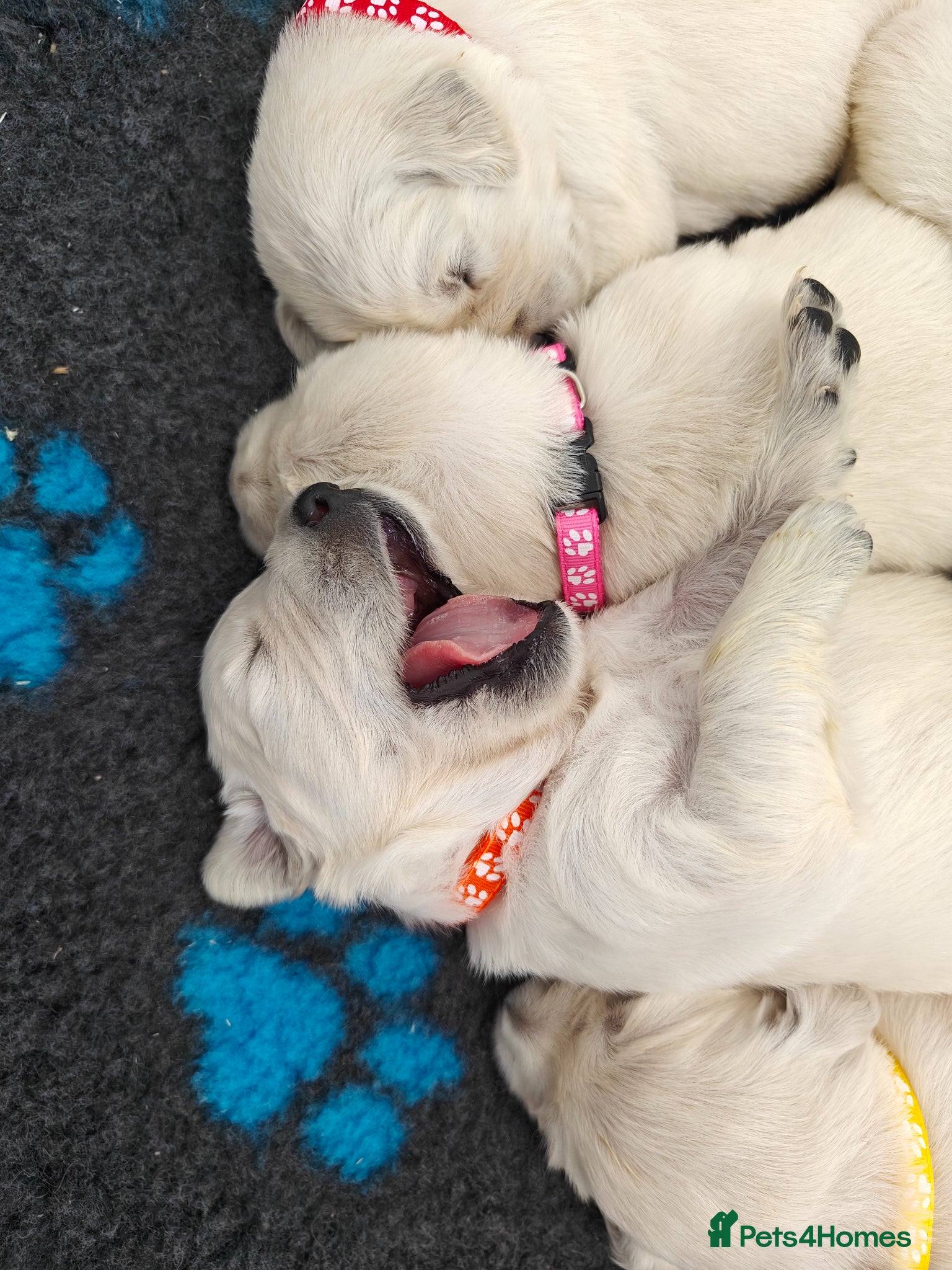 Golden Retriever dogs Gorgeous English Cream Golden Retriever Puppy's 🐾 - Advert 2