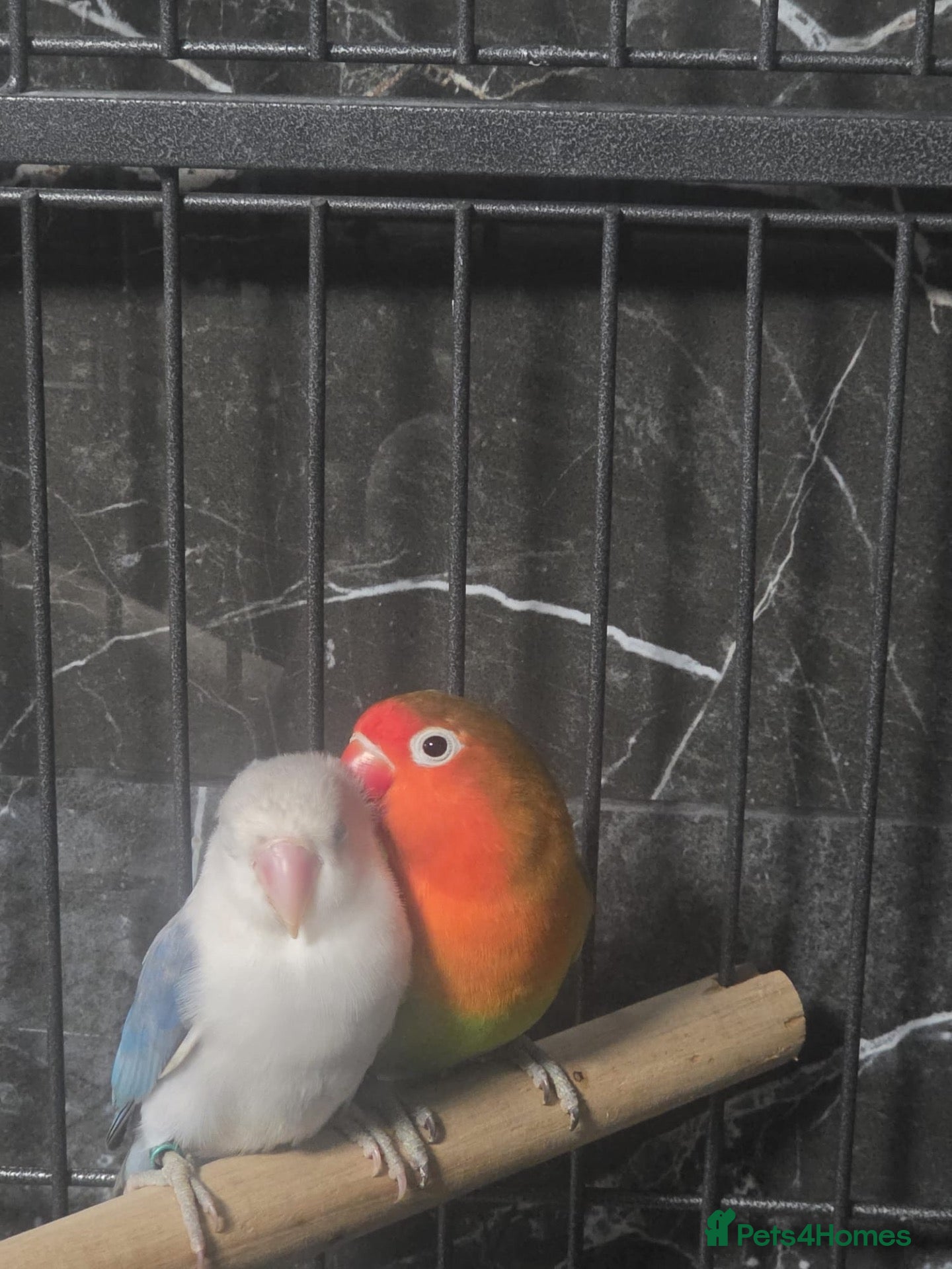 Lovebirds birds two bonded love birds  - Advert 1