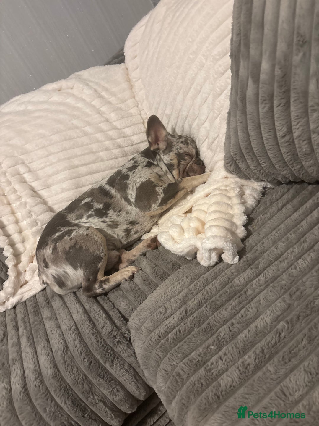 French Bulldog dogs for sale: Male Merle French bulldog  - Image 1
