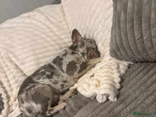 French Bulldog dogs - Advert 35