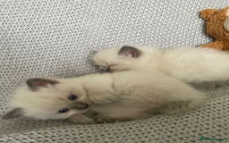 Ragdoll cats for sale: GCCF Ragdoll Kittens - Image 26