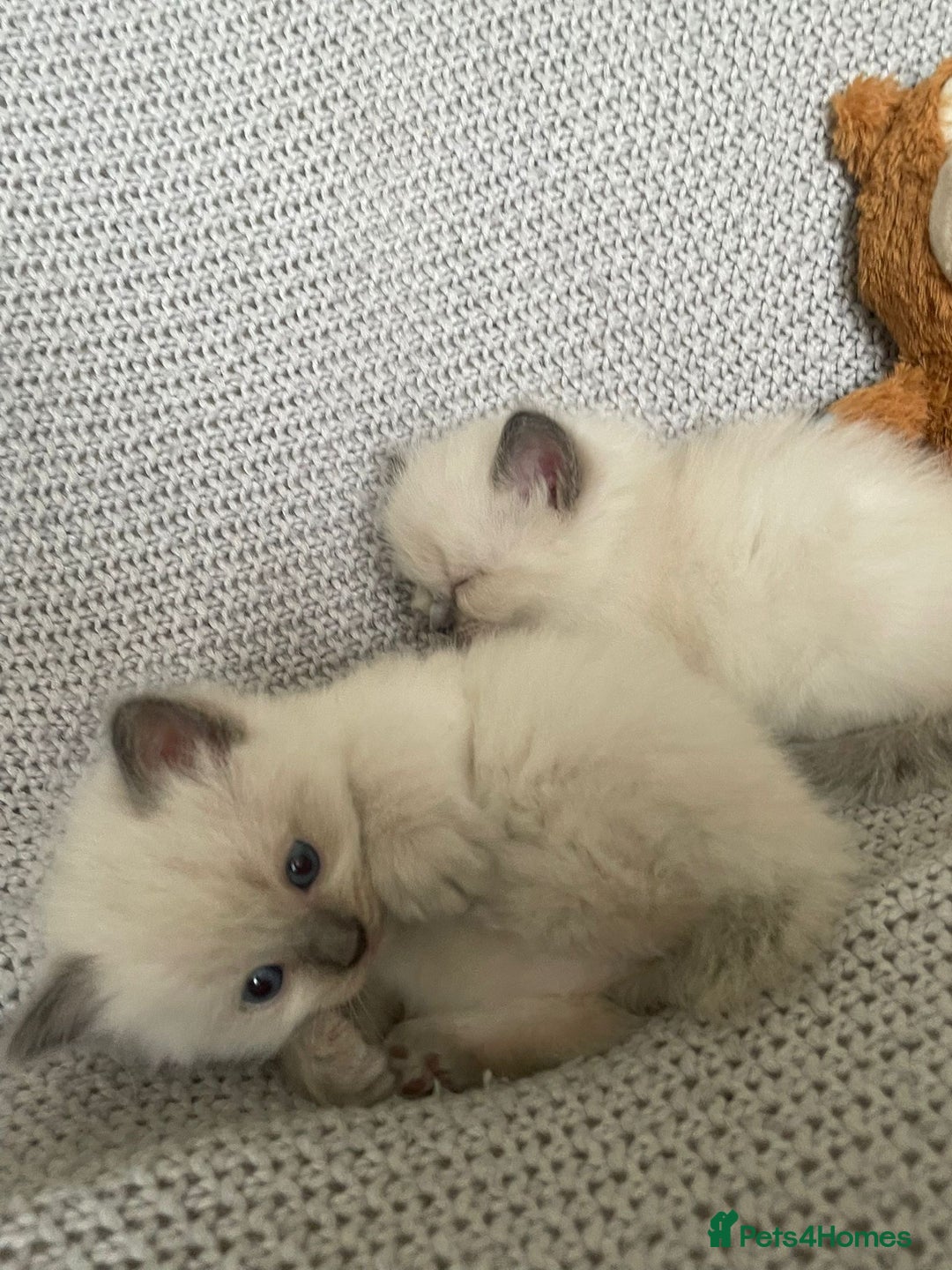 Ragdoll cats for sale: GCCF Ragdoll Kittens - Image 26