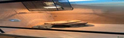 Bearded Dragon reptiles for sale: Juvenile Bearded Dragon  - Advert 6