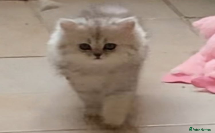 Persian cats - Advert 1