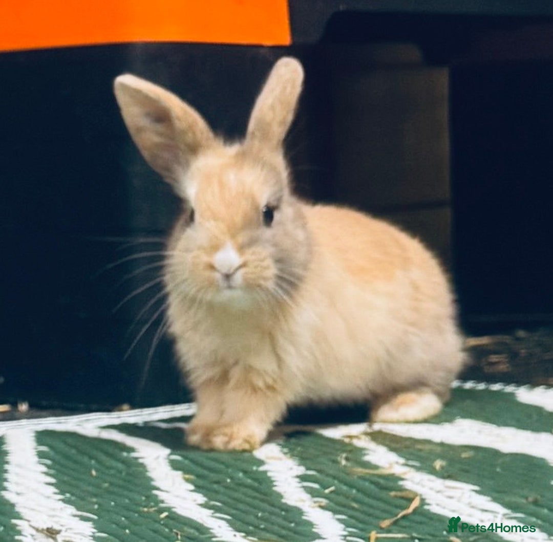 Mini Lop rabbits for sale: Mini Lops & H/LopxLion nearly7w Read description) - Image 22