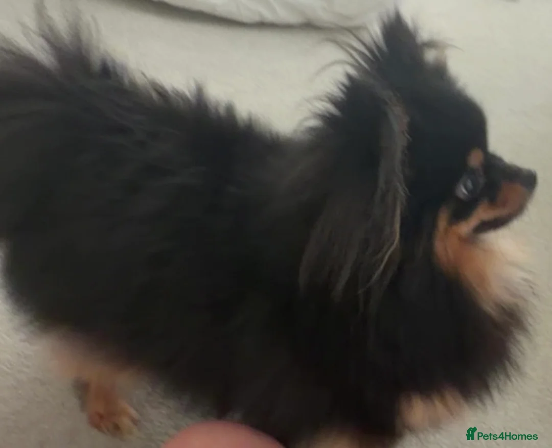 Pomeranian dogs for sale: Pomeranian boys - Advert 10