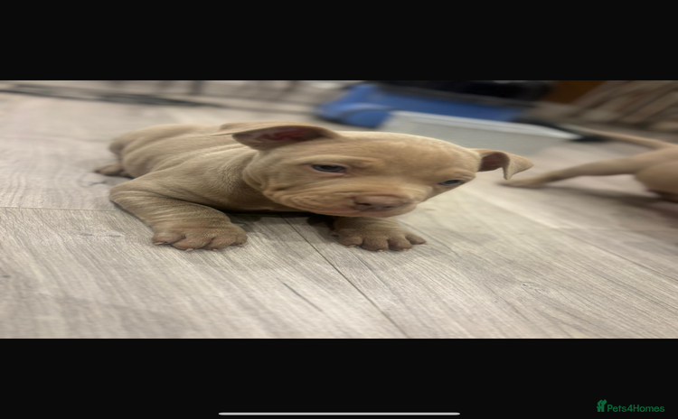 American Bully dogs - Advert 3