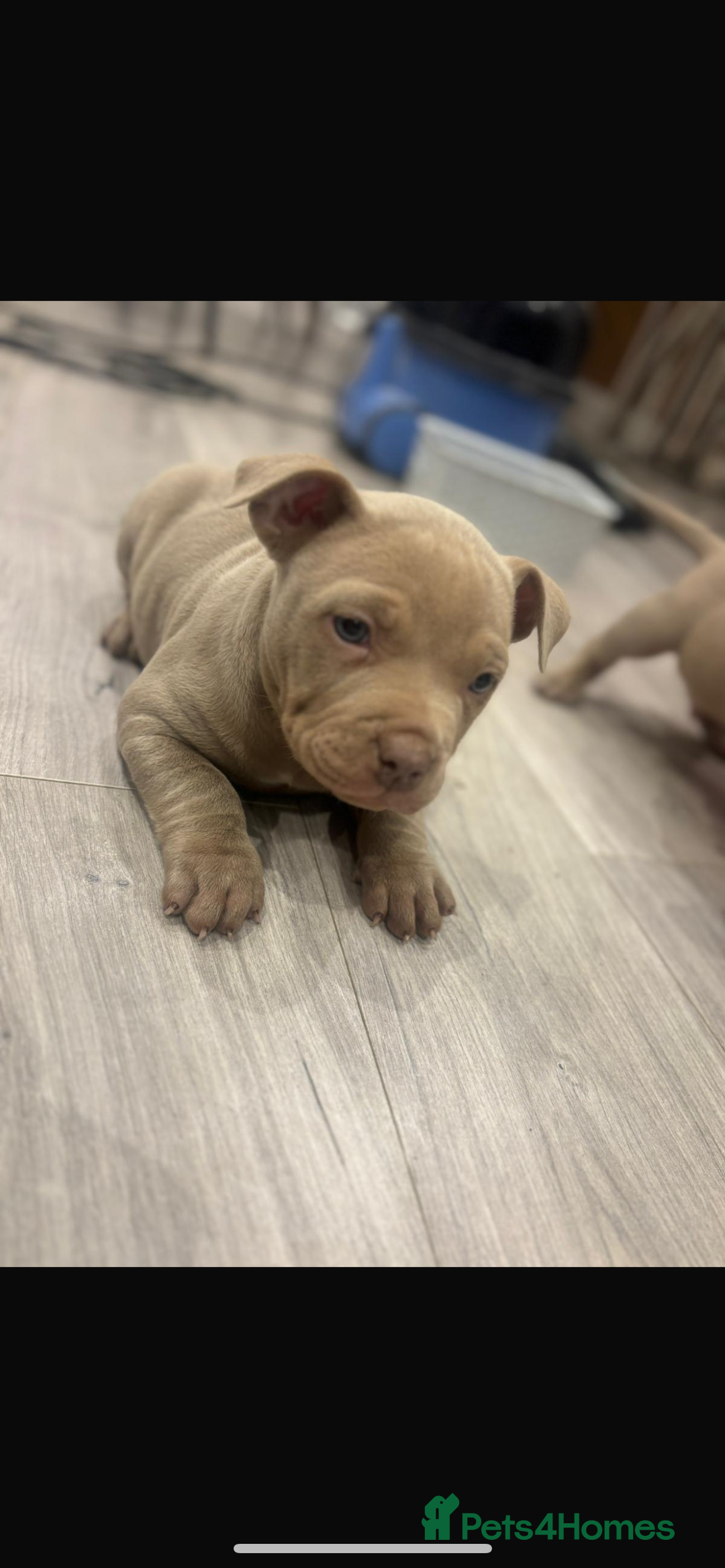 American Bully dogs for sale: Beautiful pocket bully’s final boy remaining  - Image 1