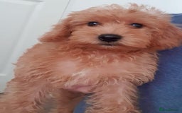 Maltipoo dogs for sale: 2 BOYS LEFT. MALTIPOO PUPPIES 😍 - Image 4