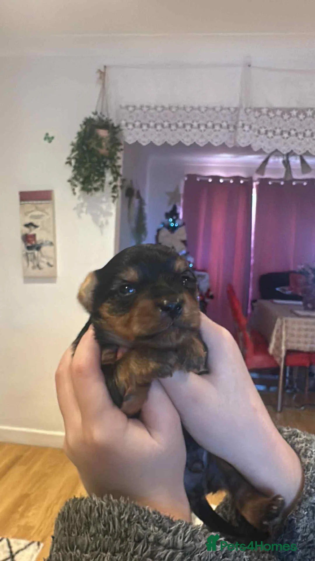 Yorkshire Terrier dogs for sale: yorkshire terrier and baby boy - Advert 11