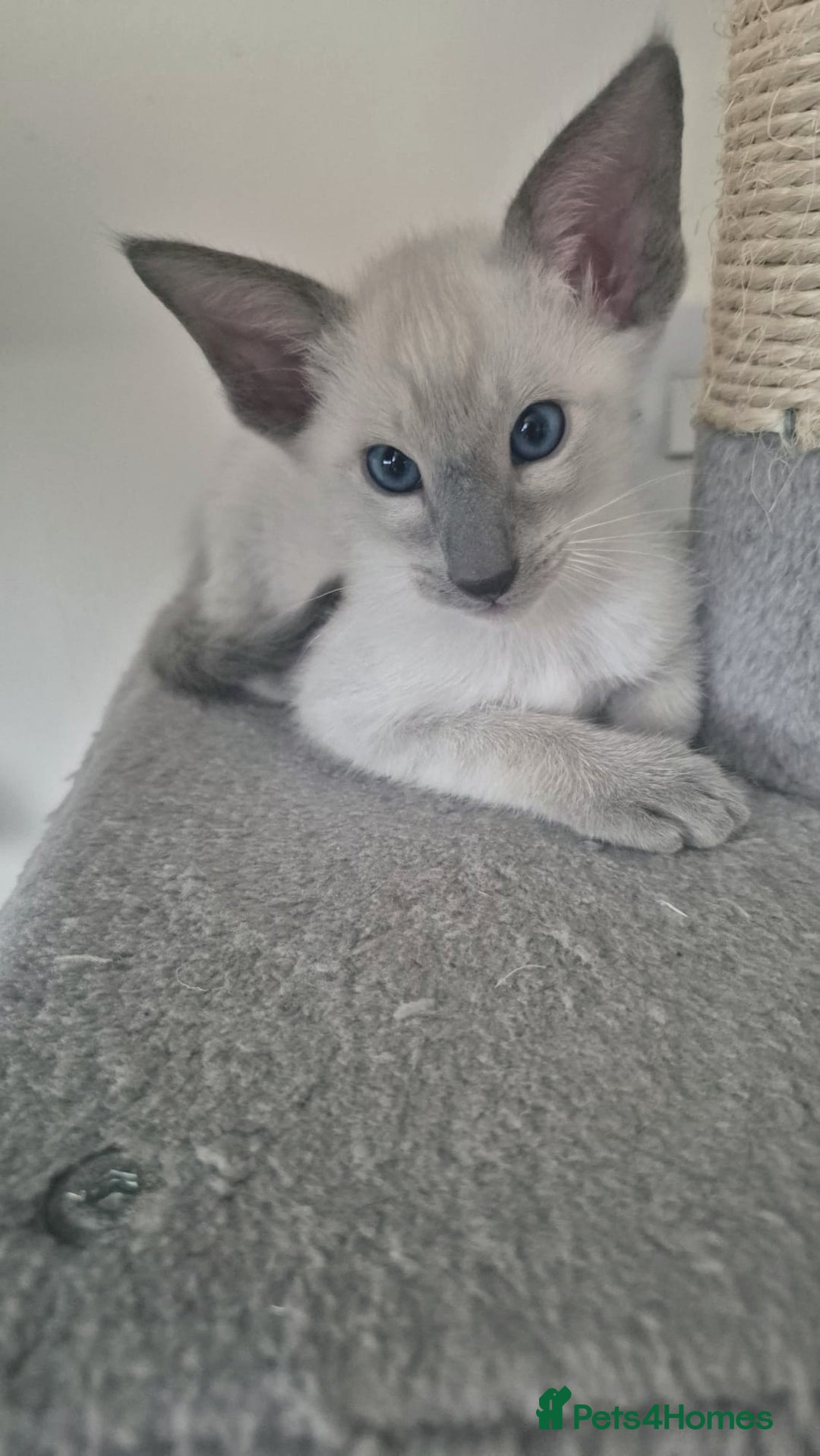 Oriental cats for sale: Oriental and Siamese Gccf registered kittens. - Image 20