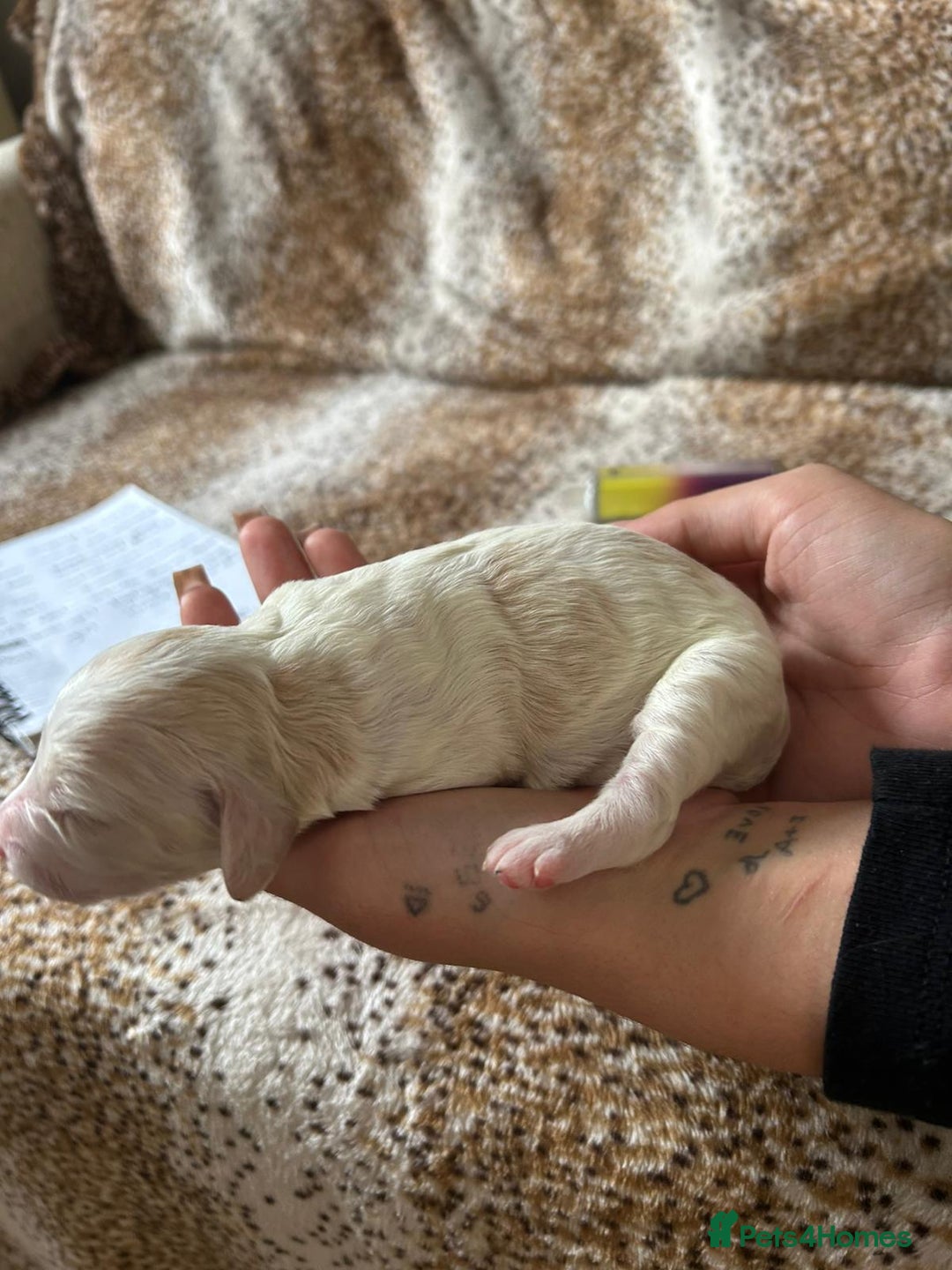 Cockapoo dogs for sale: F1b cockerpoo puppies - Image 17
