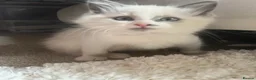 Ragdoll cats for sale: Male ragdoll kittens  - Advert 12