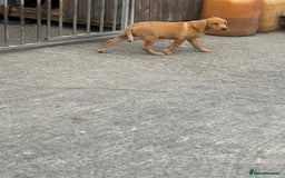 Labrador Retriever dogs for sale: Labrador puppies  - Image 5