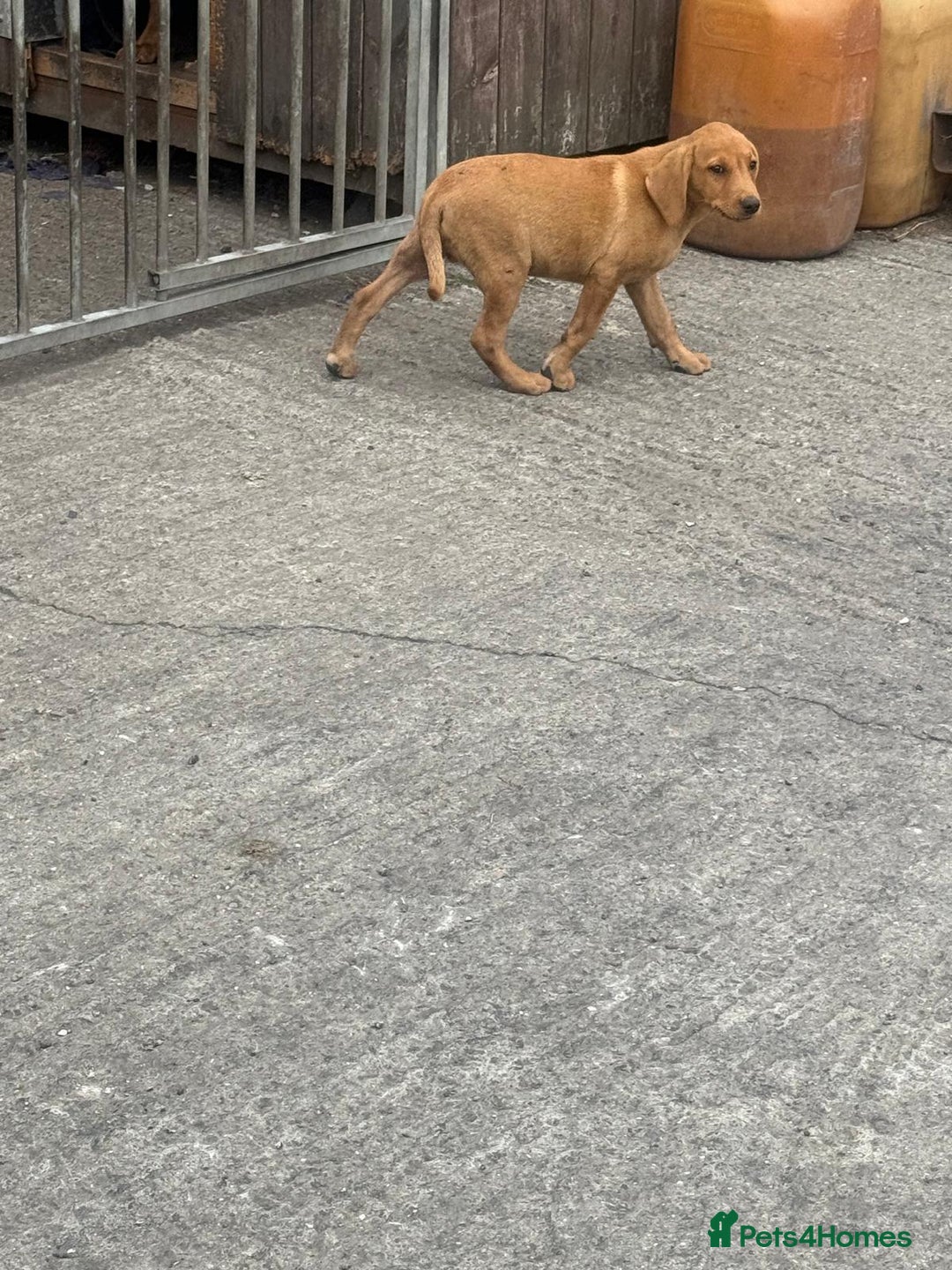 Labrador Retriever dogs for sale: Labrador puppies  - Image 5