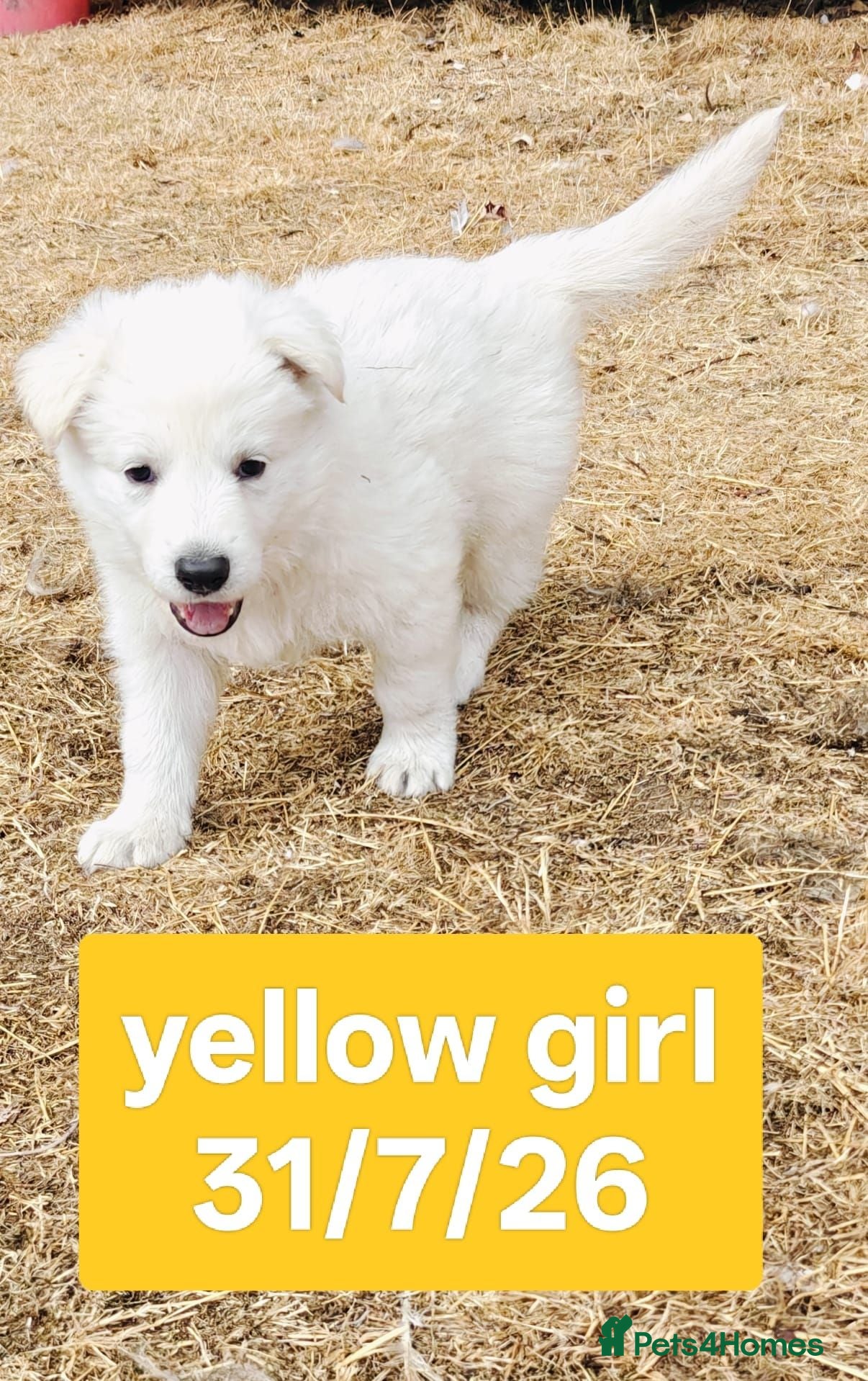 White Swiss Shepherd dogs Stunning KC reg long-coated White Swiss Shepherd - Advert 2