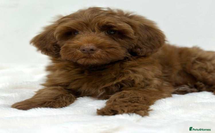 Australian Labradoodle dogs - Advert 3