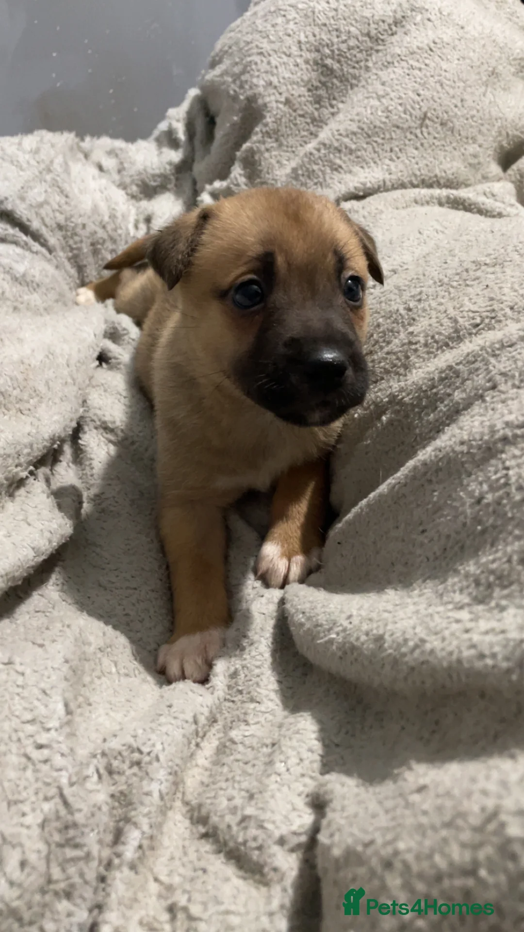 Mixed Breed dogs for sale: Rottweiler x husky puppies  - Advert 10