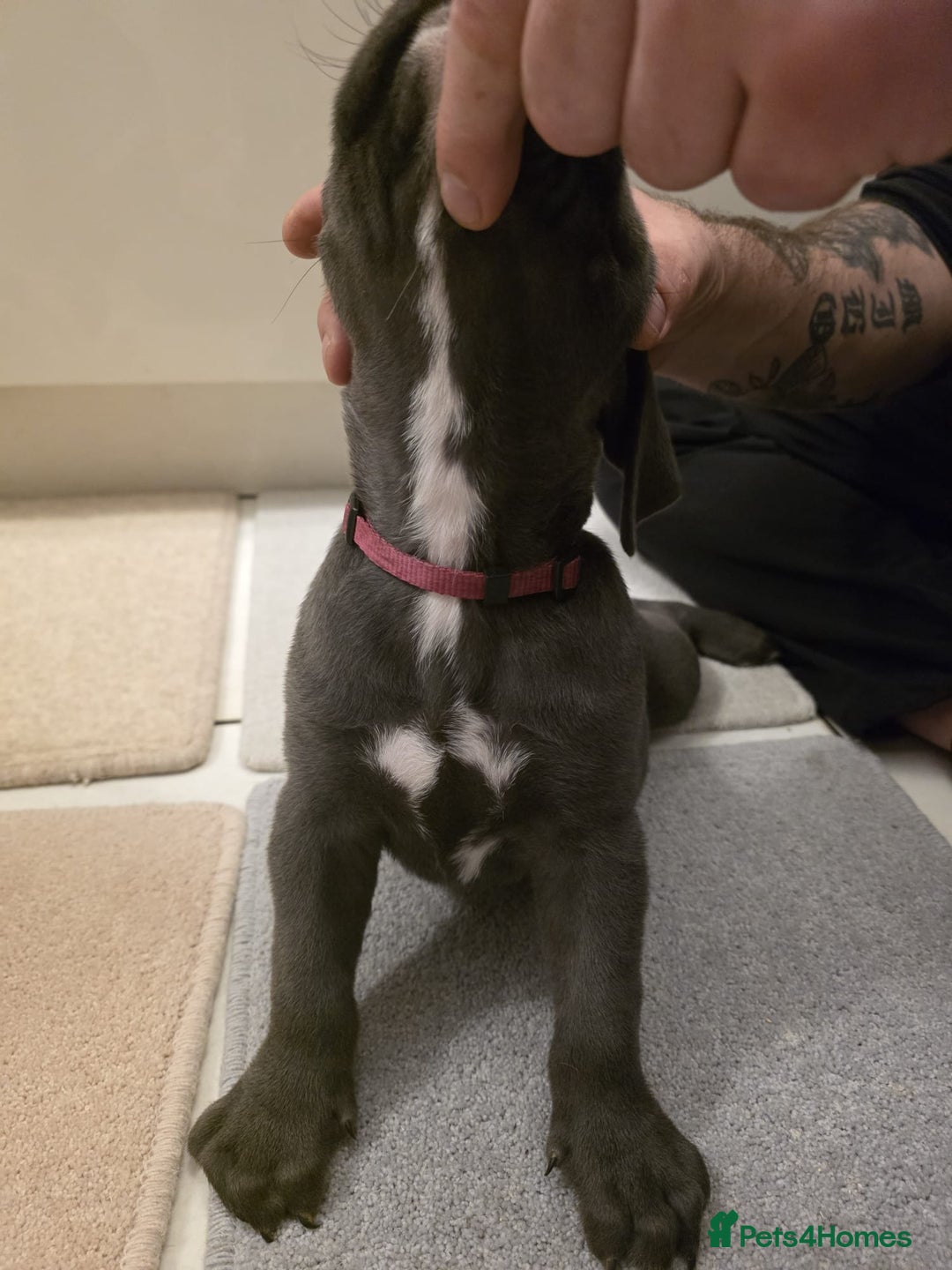 Cane Corso dogs for sale: Ready to leave blue cane corso puppies - Advert 11