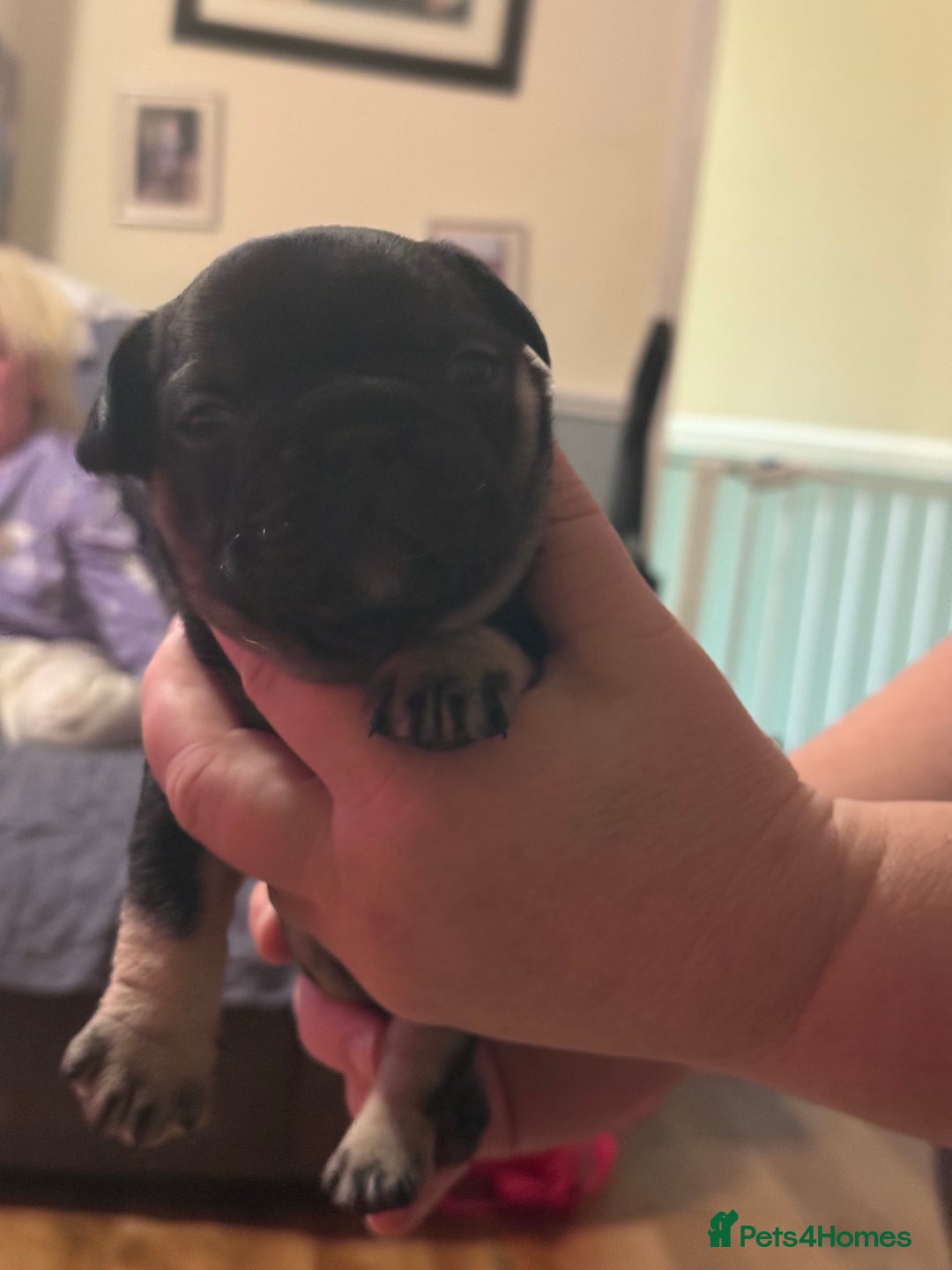 French Bulldog dogs for sale: Adorable French bulldogs puppies-ready soon - Image 5
