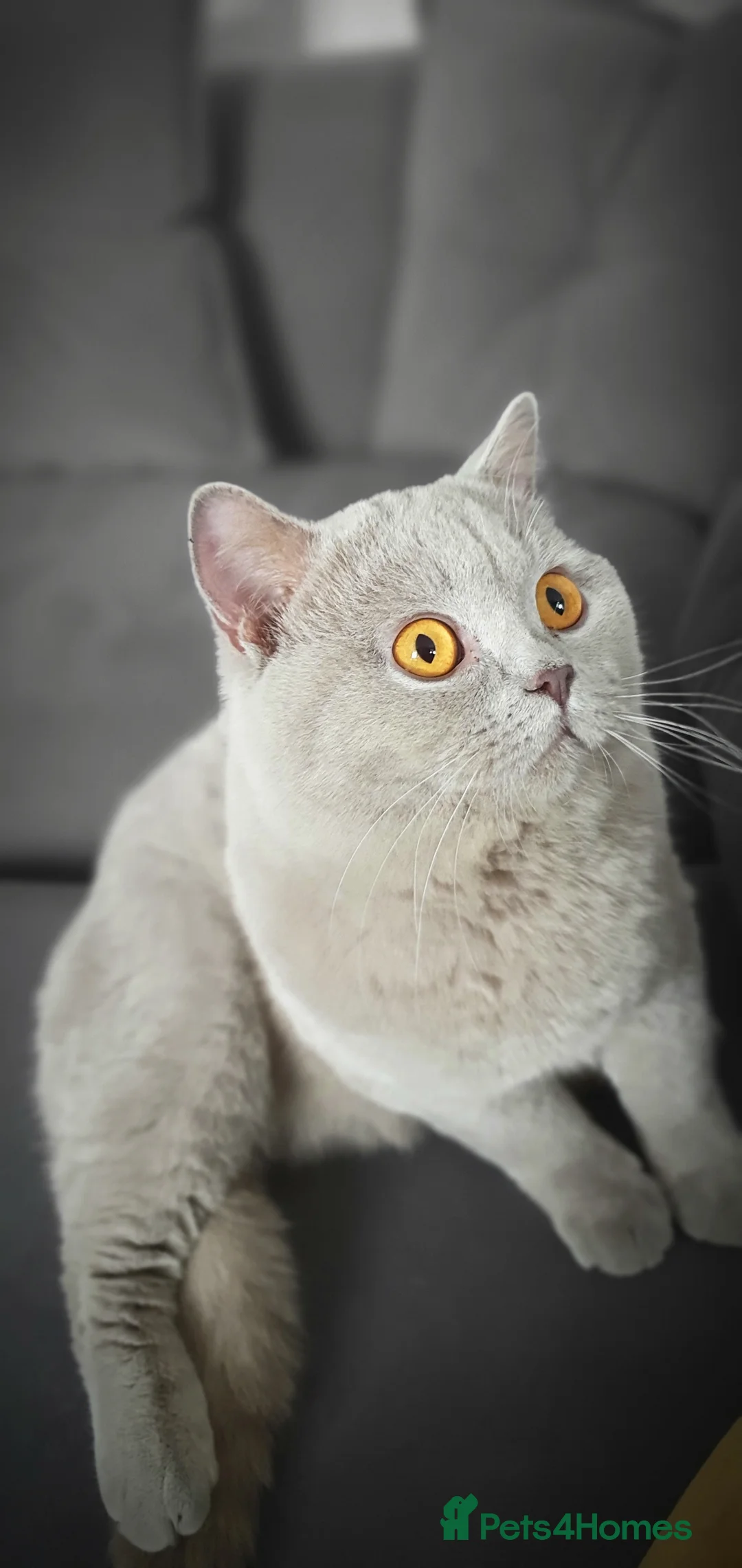 British Shorthair cats for stud: GCCF Grand Champion British shorthair stud in Wolverhampton - Advert 6