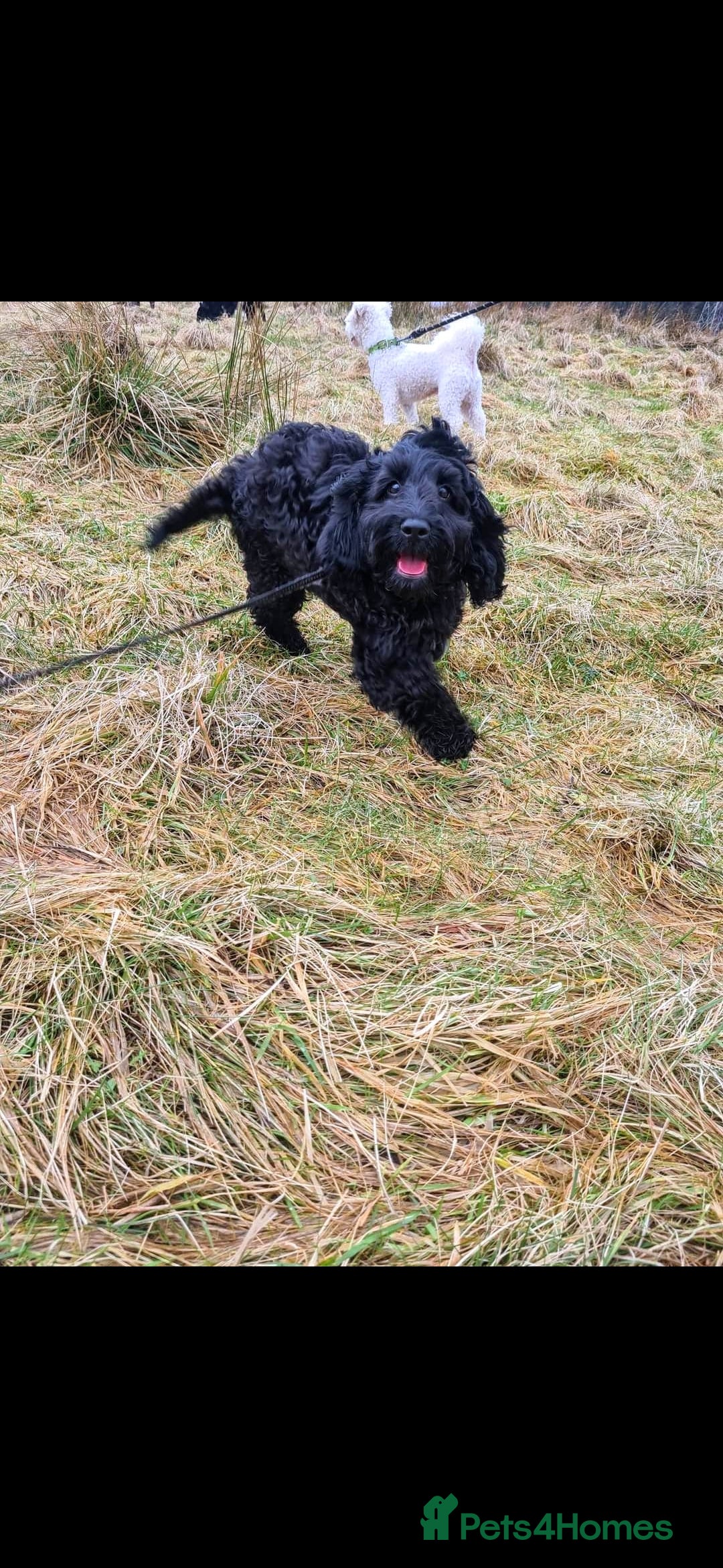 Cockapoo dogs for stud: F1 cockapoo for Stud  in Johnstone - Advert 4