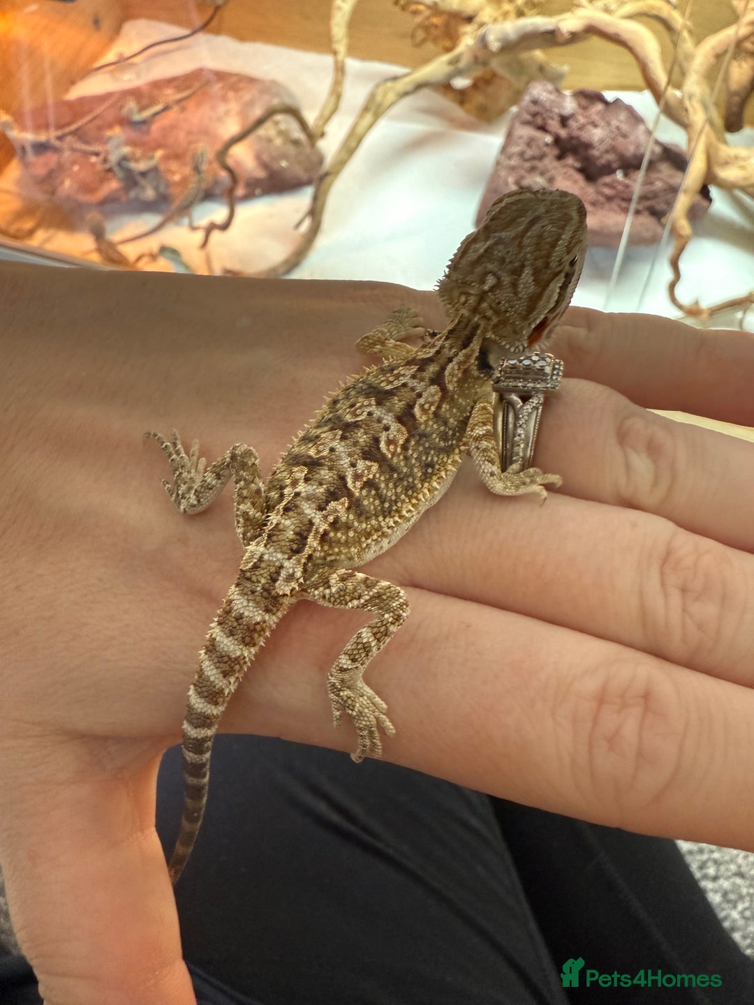 Bearded Dragon reptiles for sale: Baby bearded dragons 14 available - Image 2
