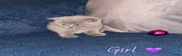 British Shorthair cats for sale: GCCF REGISTERED BRITISH SHORTHAIRS - Advert 3