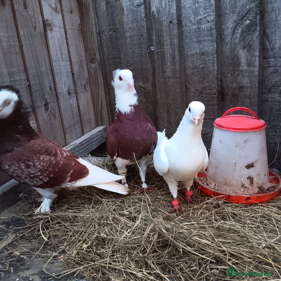 Pigeons birds for sale: Pigeons - Advert 6