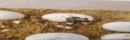 Tortoise reptiles for sale: Mediterranean spur thigh tortoises - hatchlings  - Advert 5