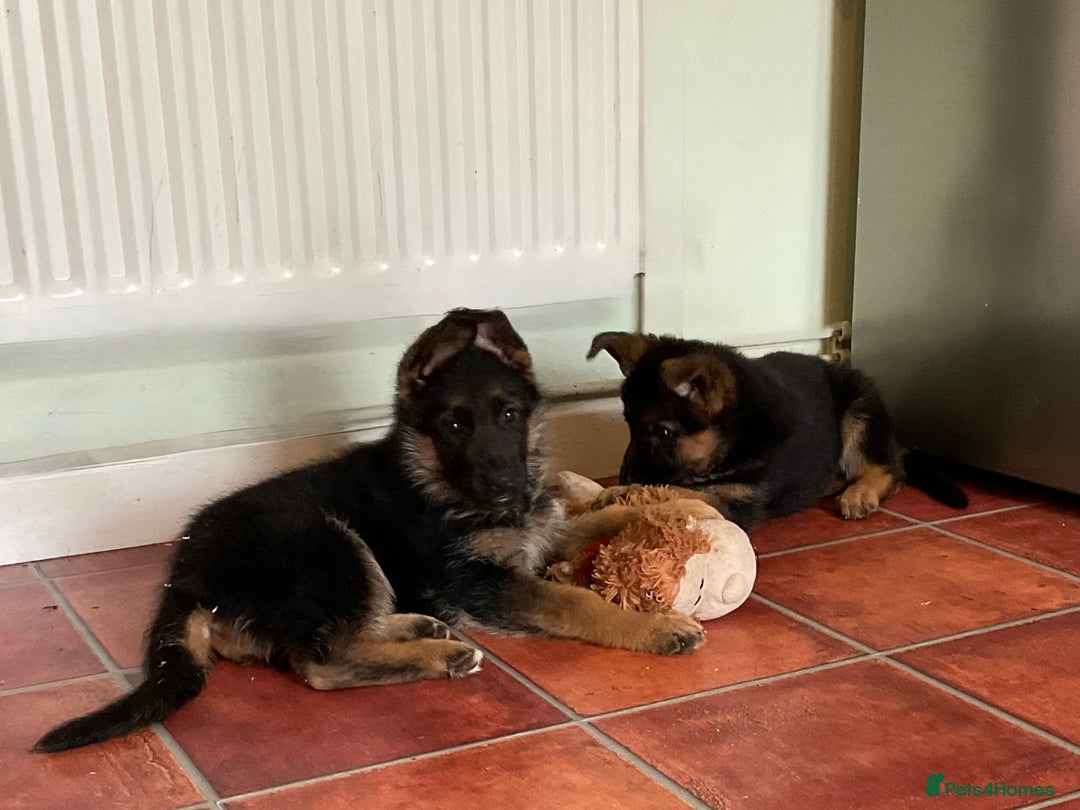 German Shepherd dogs for sale: 25 years experience  breeding German Shepherds - Image 10