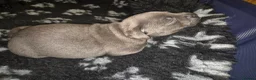 Staffordshire Bull Terrier dogs for sale: KC registered Staffordshire bull terrier pup - Advert 20