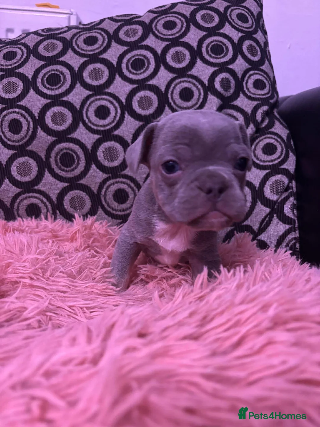 Mixed Breed dogs for sale: French pocket bully’s  in Grays - Advert 9