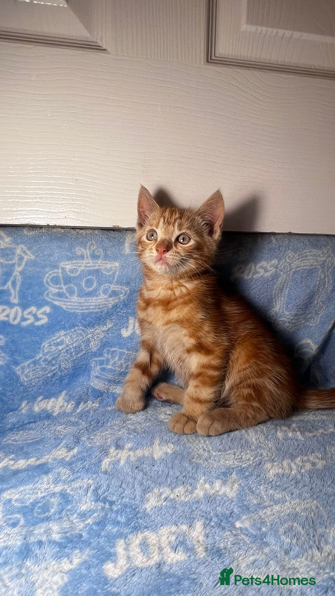 Mixed Breed cats for sale: 3 Lovely Kittens - Image 32