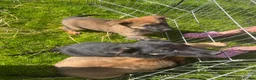 Mixed Breed dogs for sale: German Shepard malonis puppy’s  - Advert 4