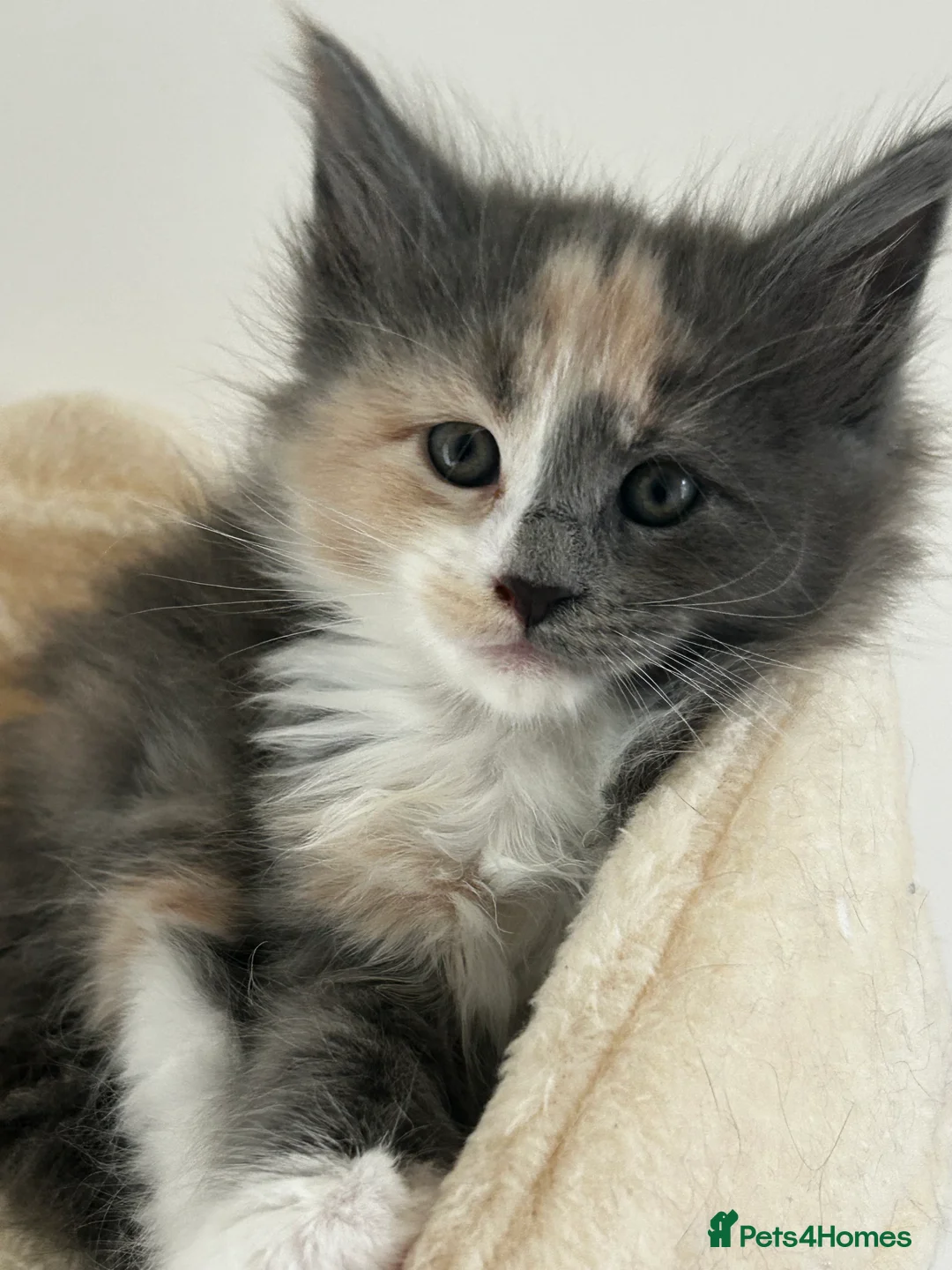 Maine Coon cats for sale: Find Your Purrfect Match! - Advert 31