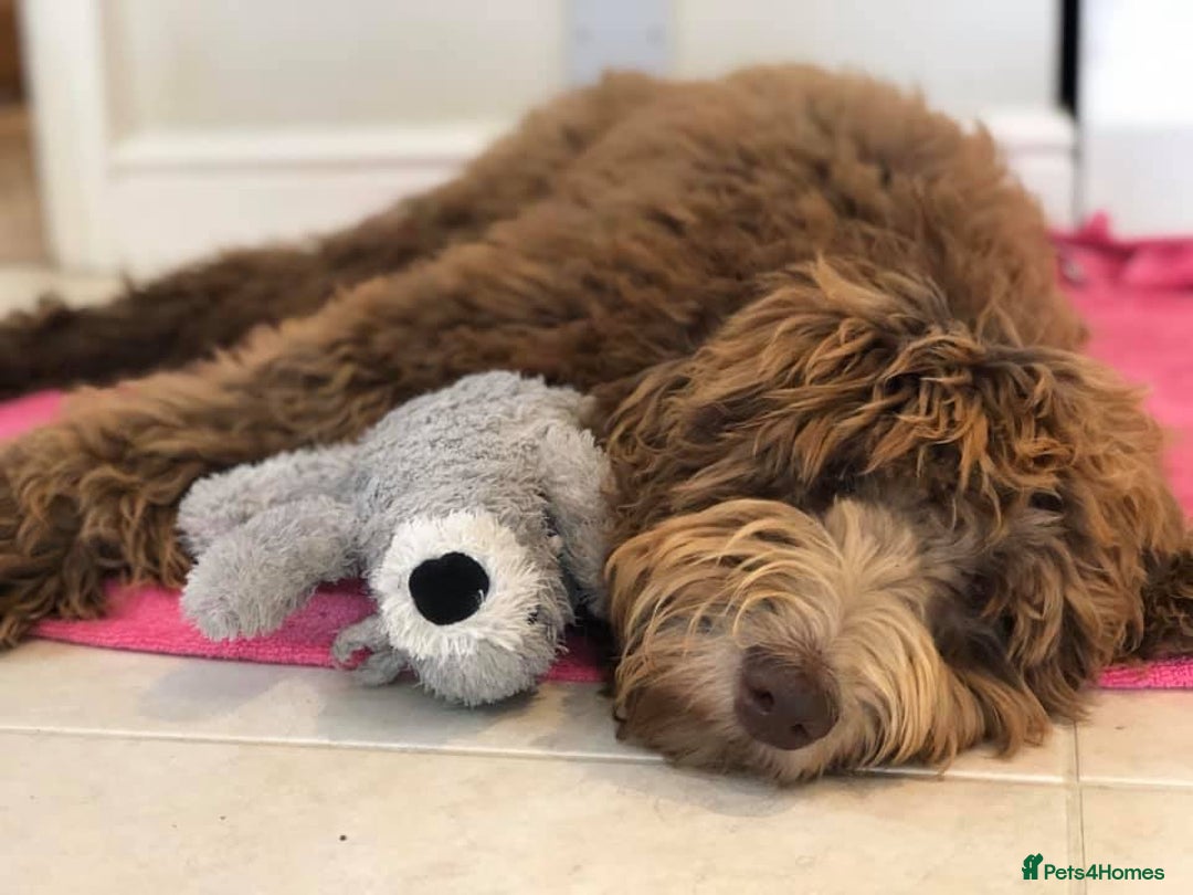 Labradoodle dogs for sale: F4b Standard Labradoodles (Fully Health Tested) - Advert 7